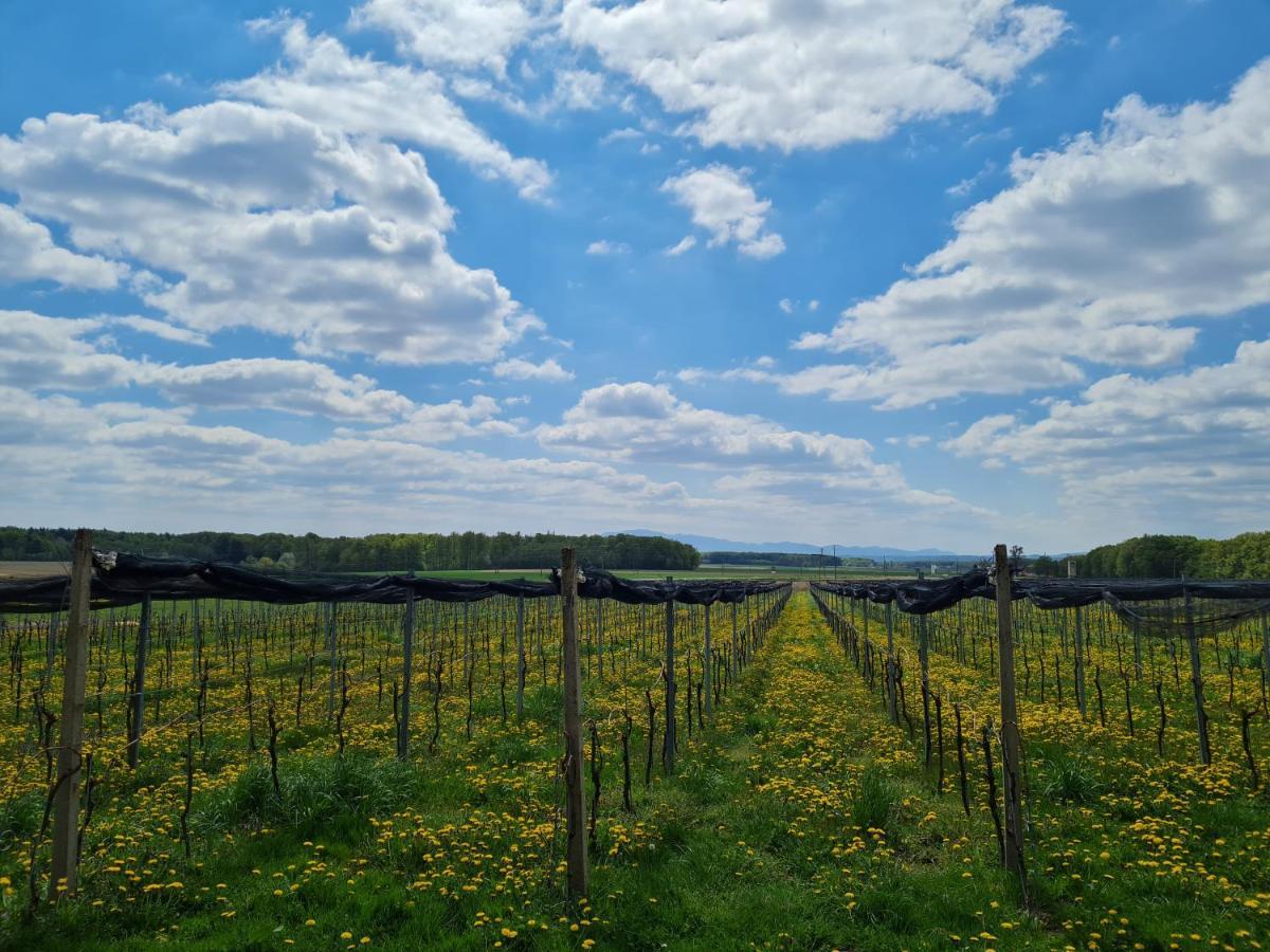 Wine Paradise Glavinic Miklavz pri Ormozu Eksteriør bilde